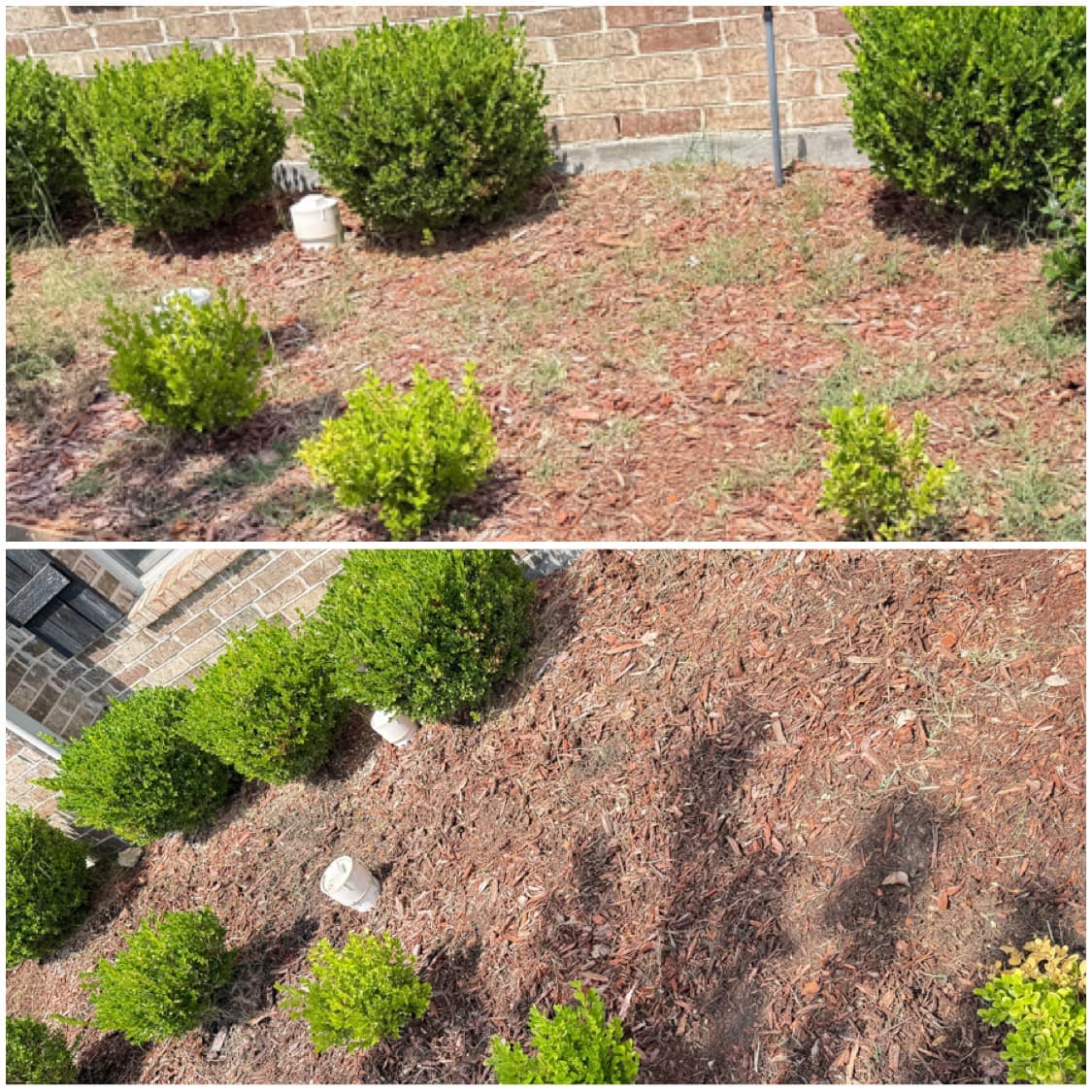 Shrubs and mulch installation