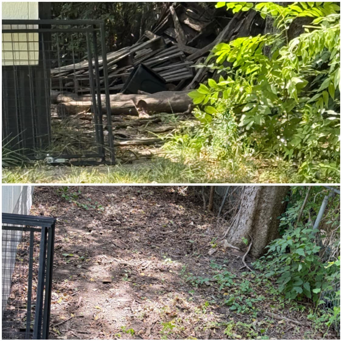 Overgrown area cleared